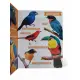 Minha Primeira Enciclopédia - Pássaros & Outras aves