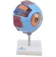 OLHO AMPLIADO EM 7 PARTES